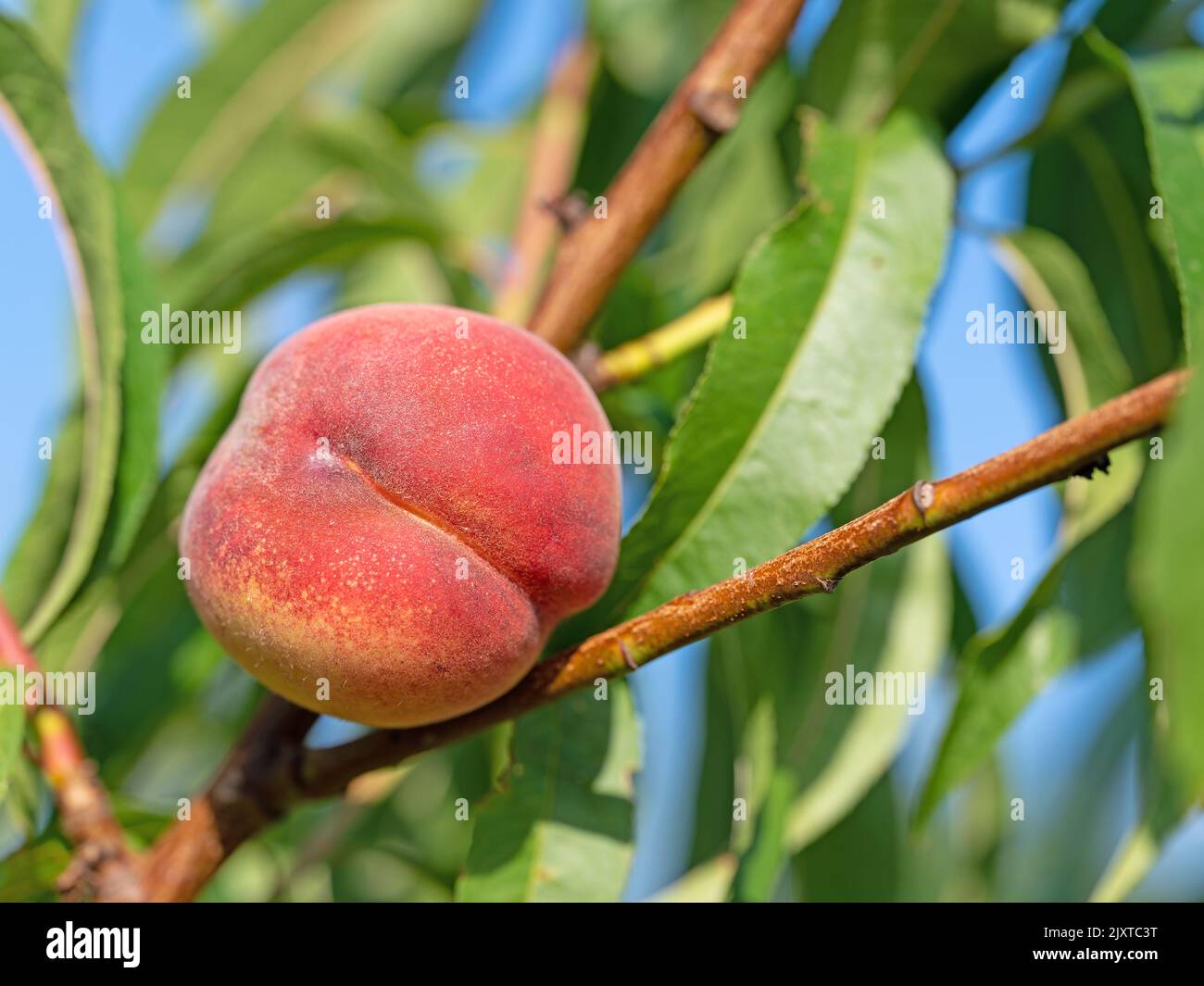 Peach, Prunus persica, on the tree Stock Photo