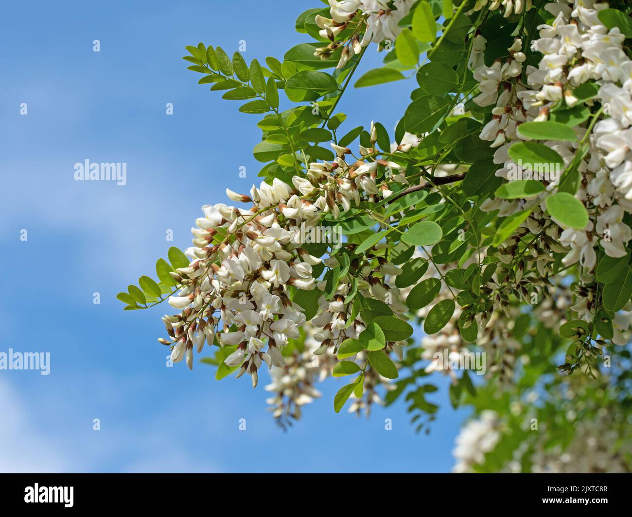 Blooming black locust, Robinia pseudoacacia, in spring Stock Photo