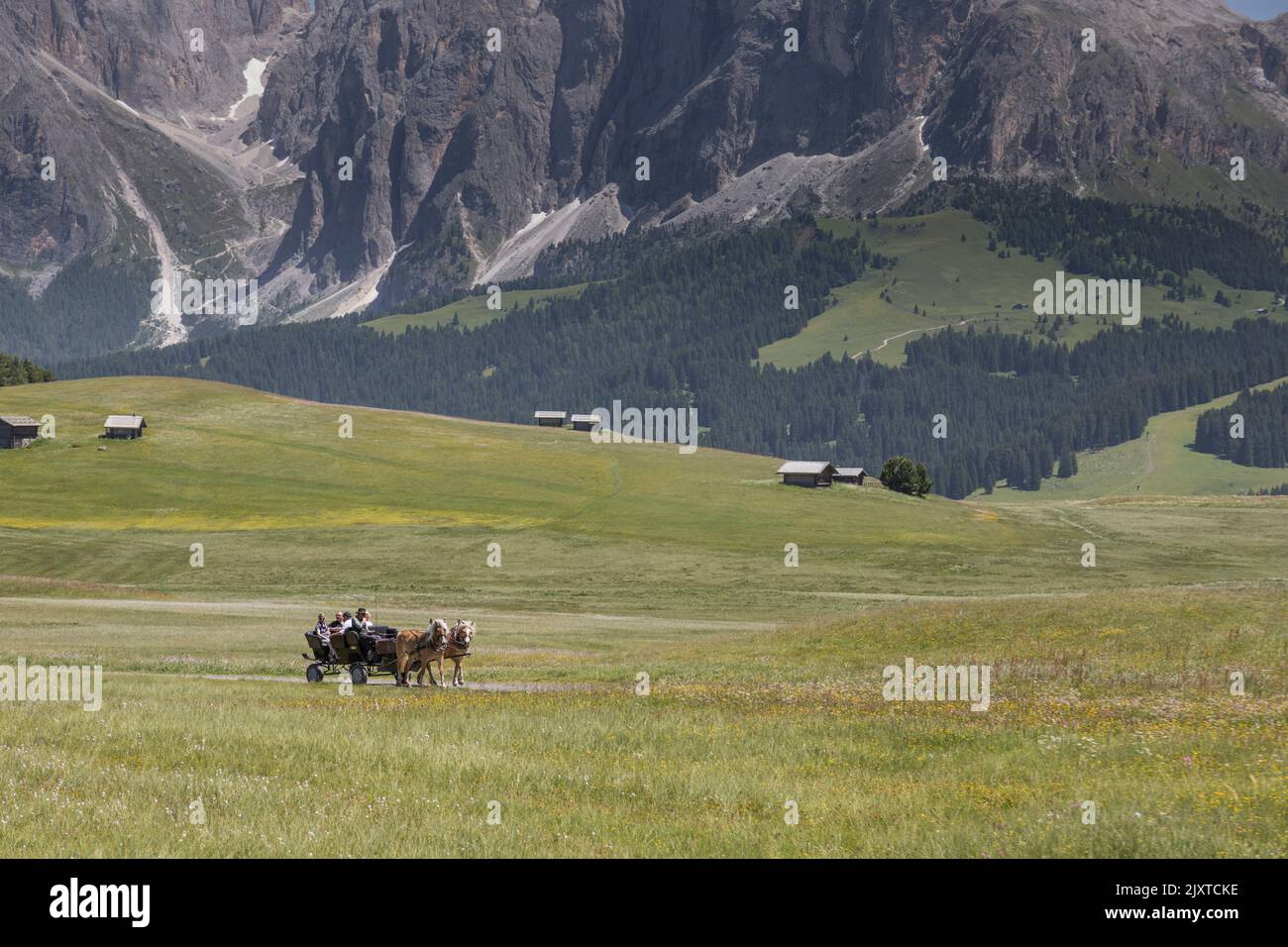 A traditional horse drawn cart transports tourists across the Alpi di Siusi in Val Gardena in the Italian Dolomites. Stock Photo