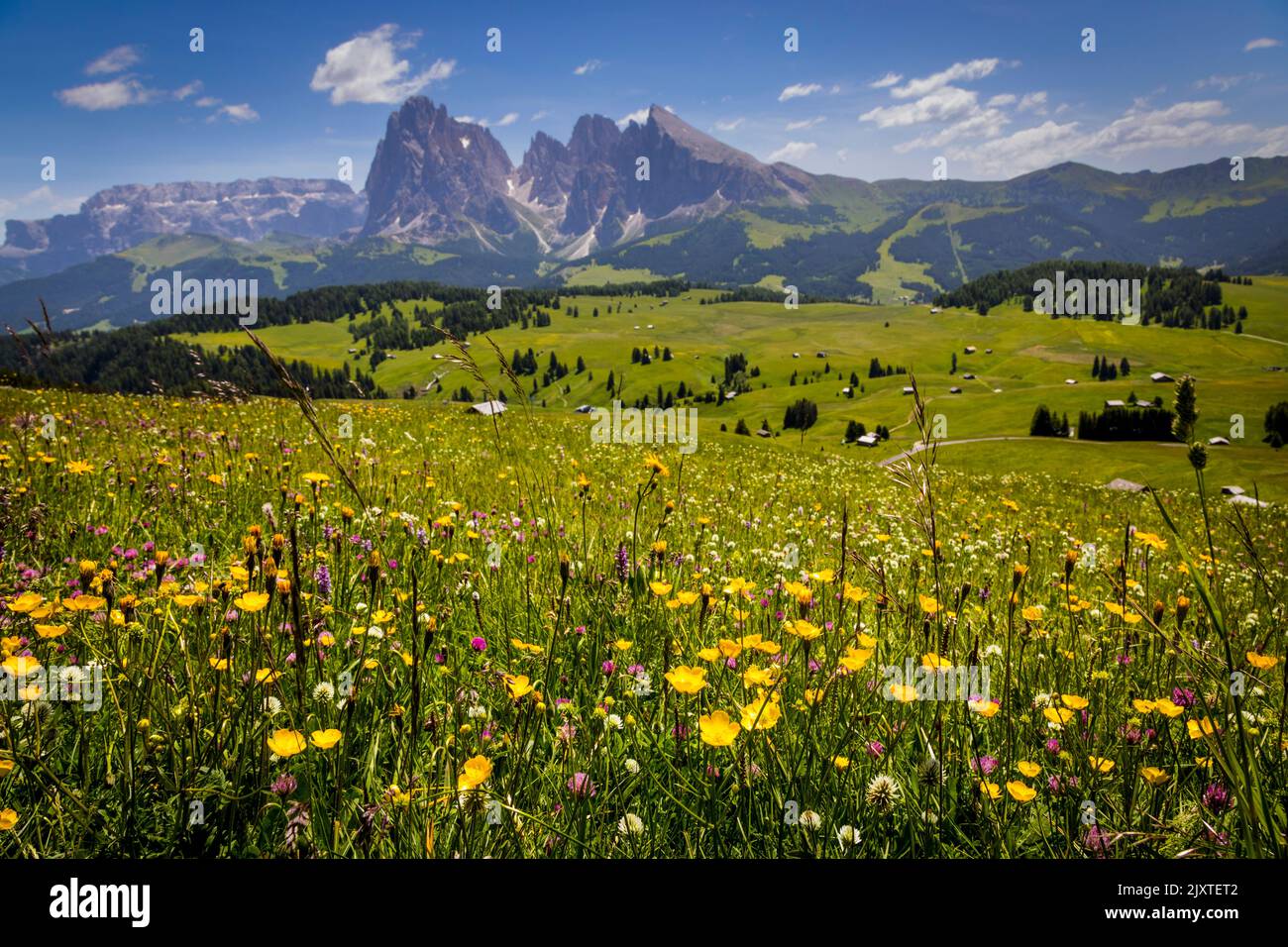 Buttercups and other wild flowers fill the alpine meadow of the Alpi di Siusi, in the Italian Dolomites. Stock Photo