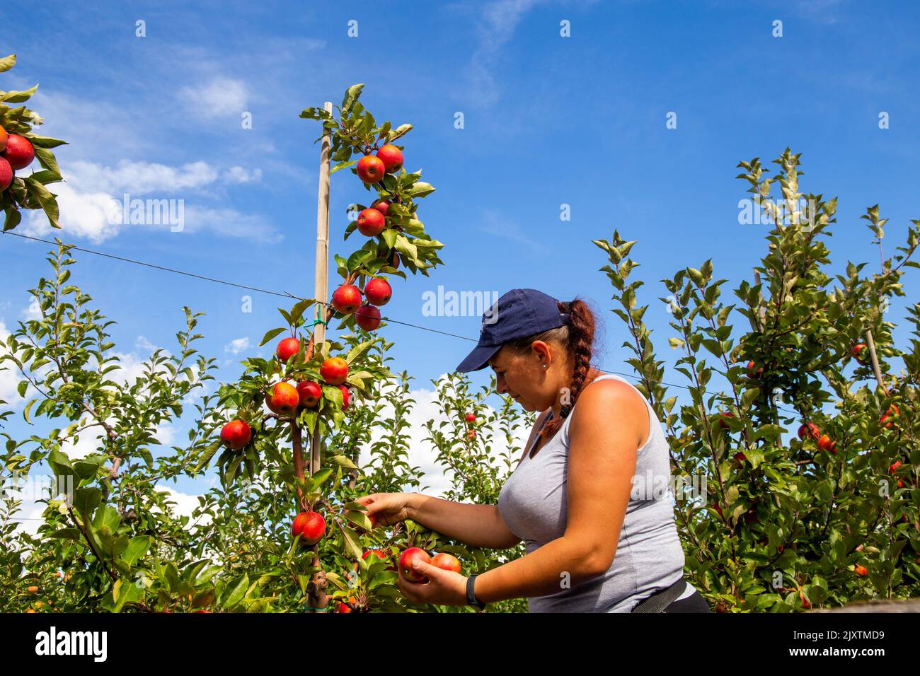 Apple harvest in Meckenheim/Pfalz. Harvest workers from the Bleichhof