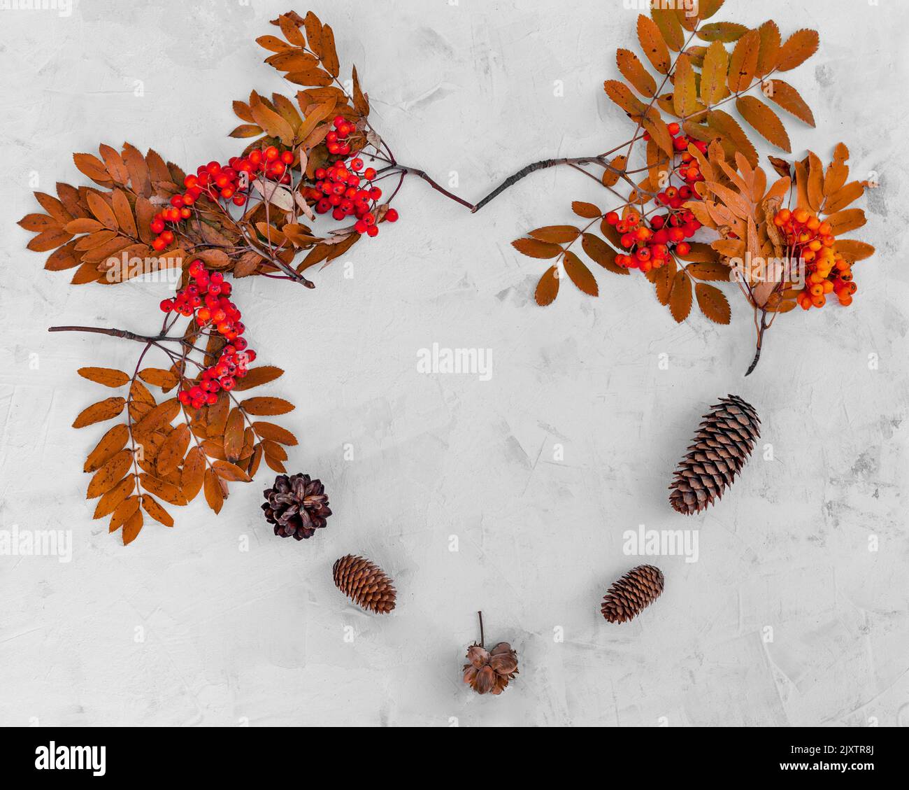 Autumn composition in the form of a heart made of branches and berries of mountain ash, clones. Frame with natural gifts of the forest on a gray concr Stock Photo