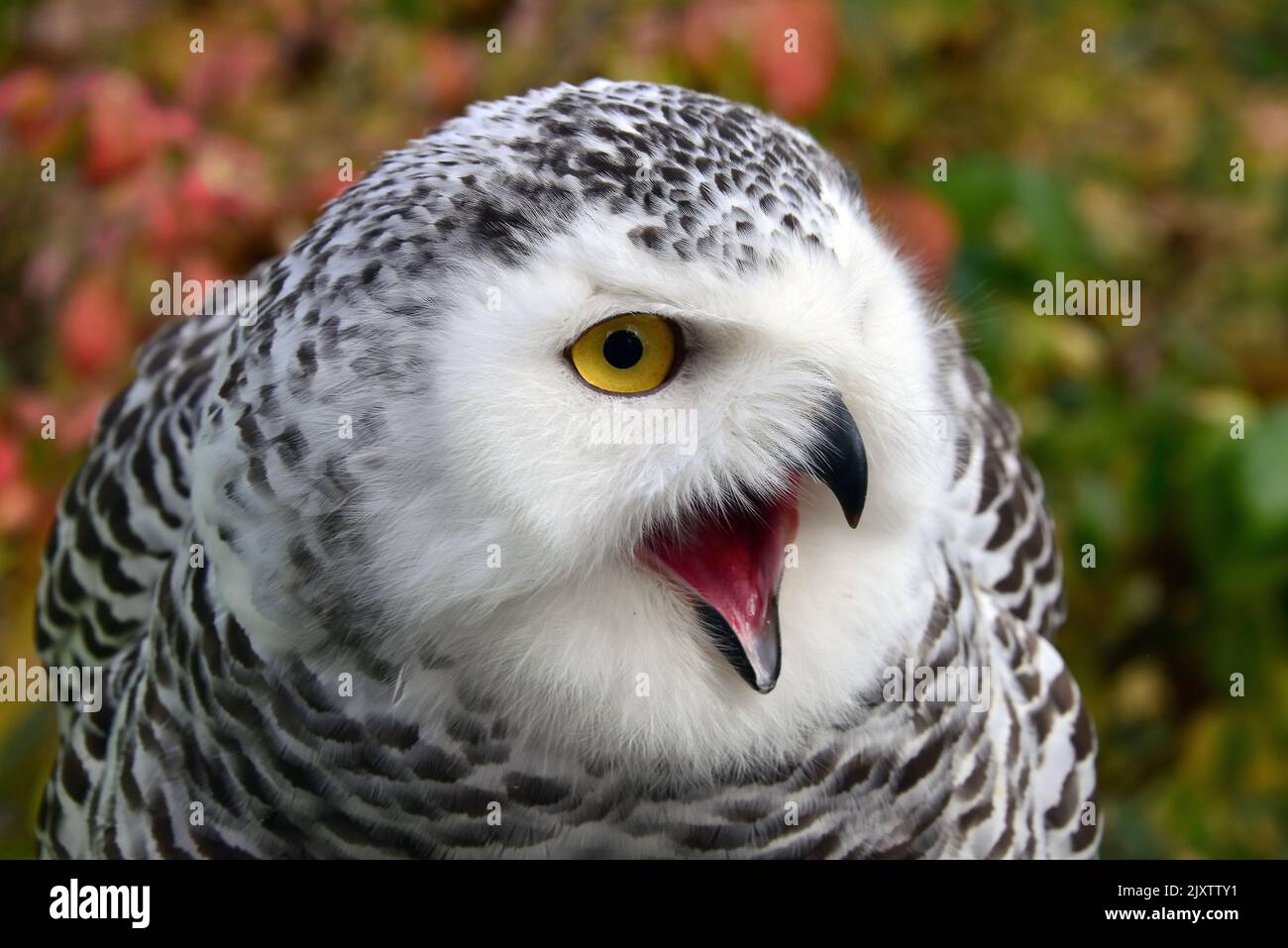 Snowy owl, polar owl, Schnee-Eule, Harfang des neiges, Bubo scandiacus, hóbagoly Stock Photo