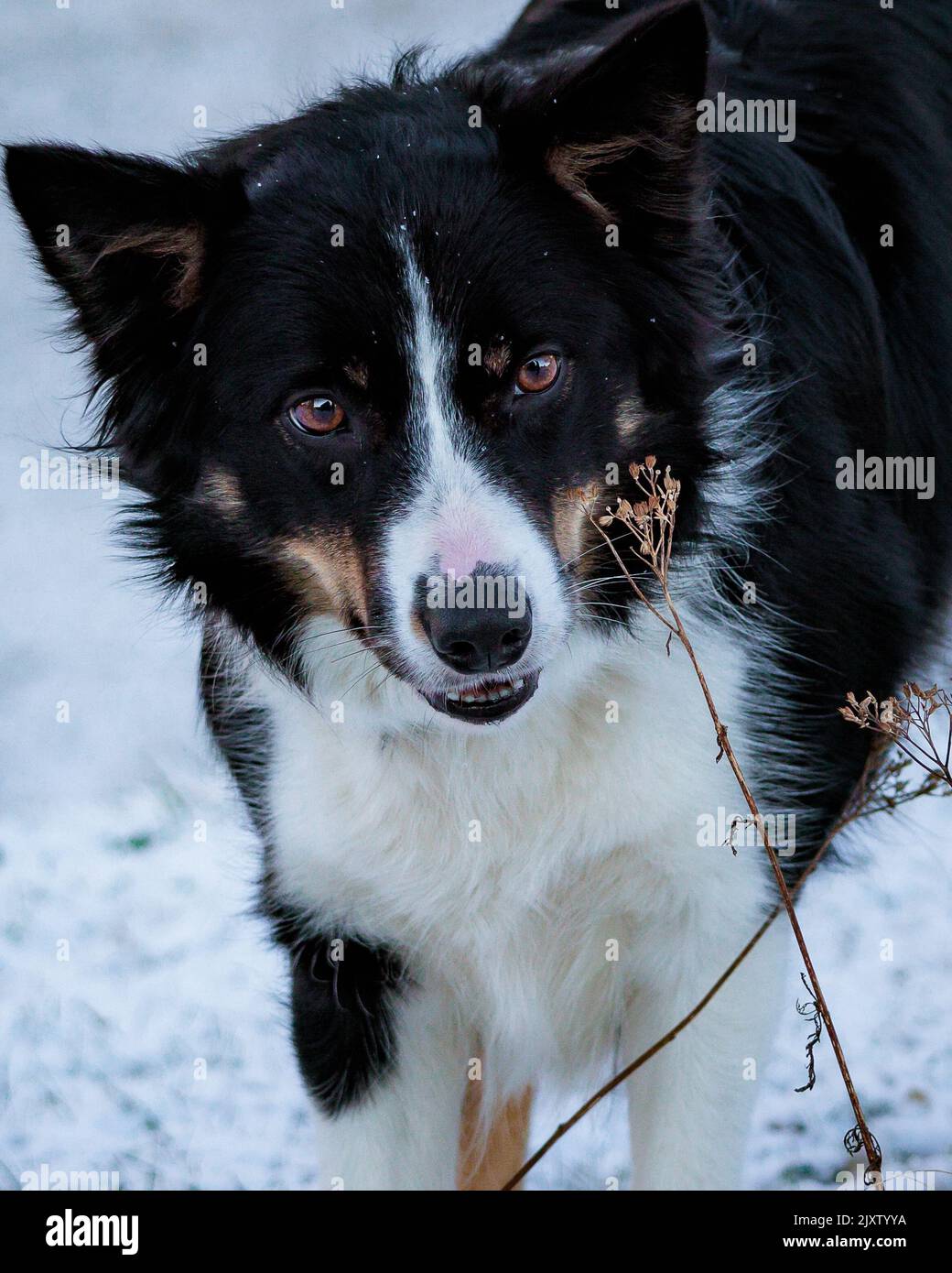 A working herding dog from Norway. The dog is a Border Collie. Stock Photo