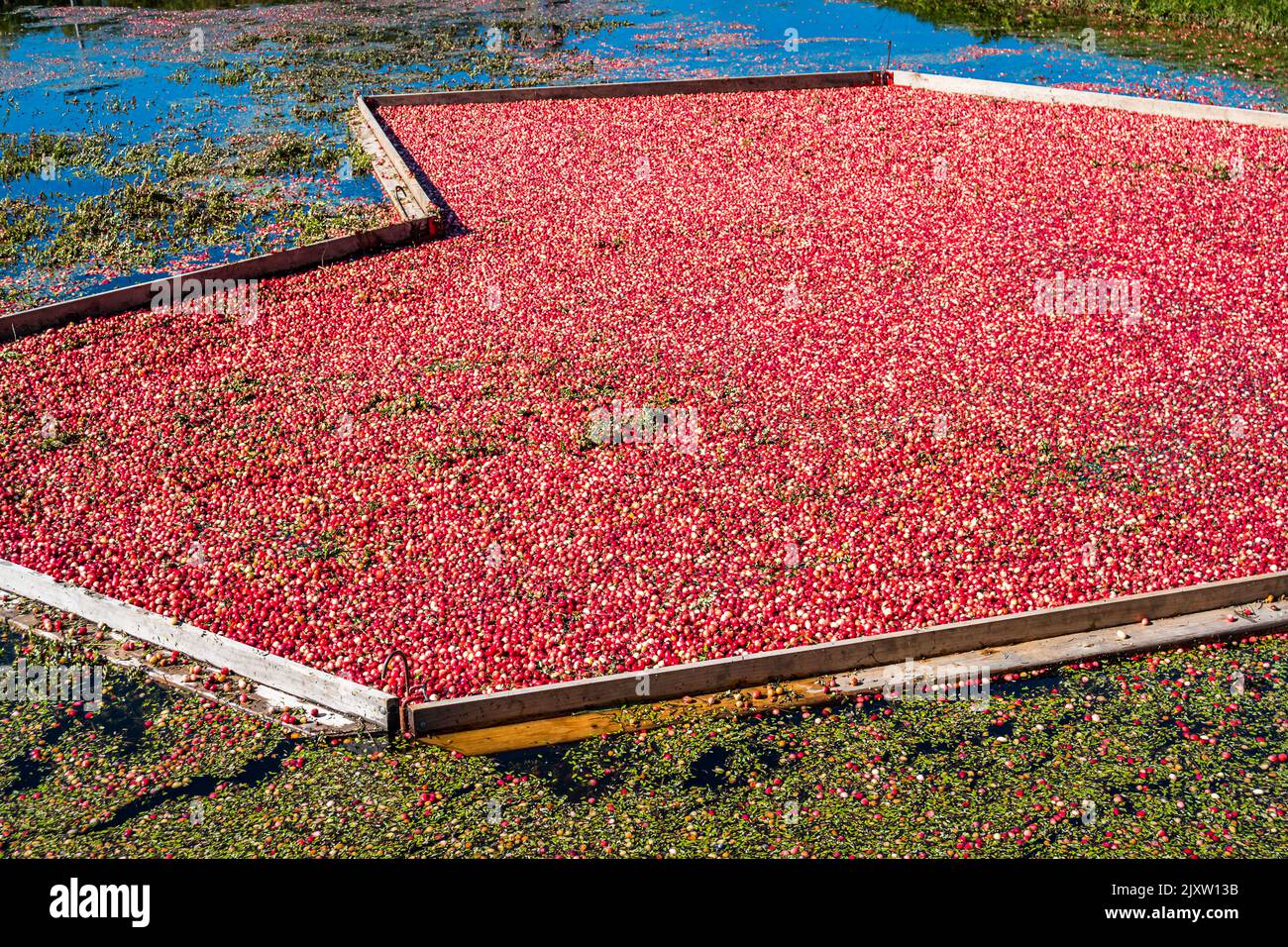 Cranberry harvest at a cranberry bog in Ontario, Canada Stock Photo