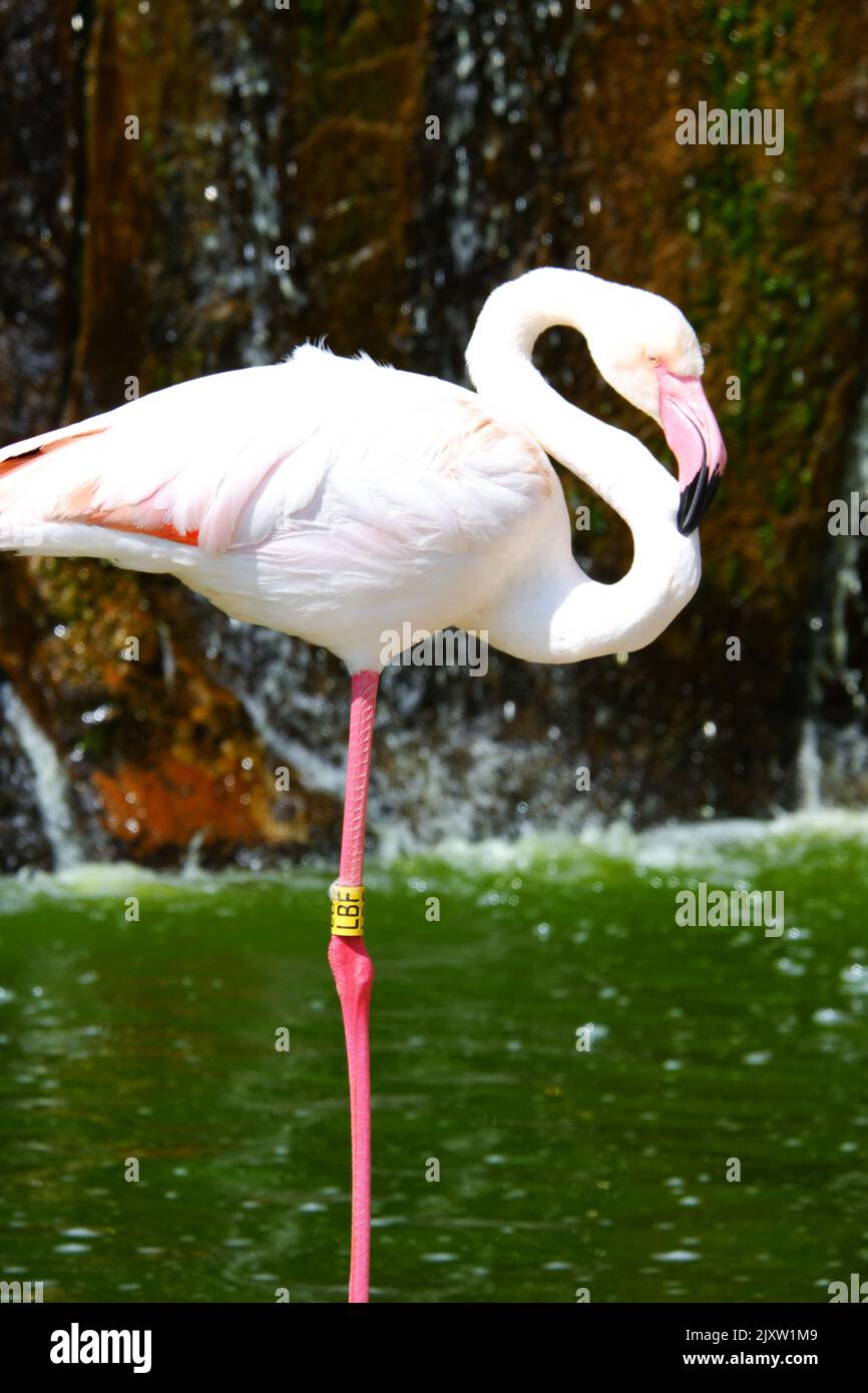 Flamingo standing on Rock near waterside Stock Photo