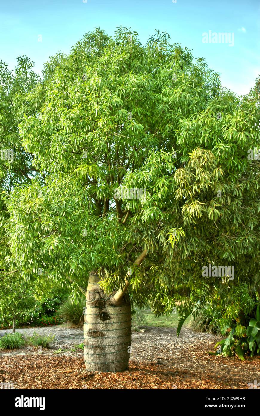 Bottle Tree Latin name Adansonia digitata in a garden Stock Photo