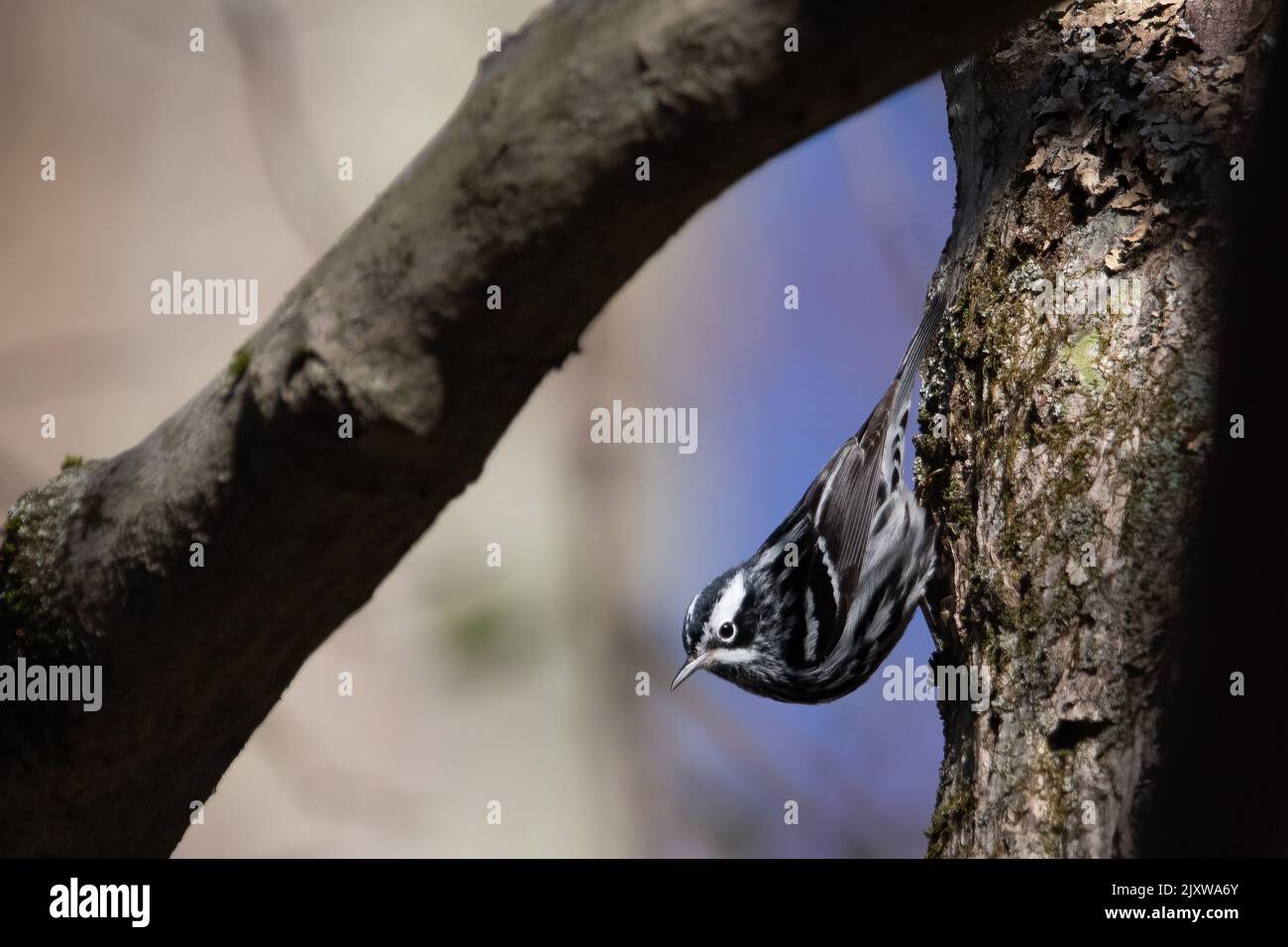 Black and white warbler. Stock Photo