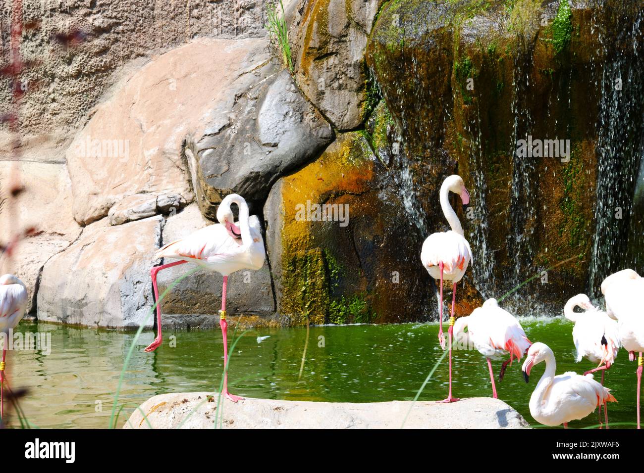 Flamingos waterside on Rocks with trees and waterfall nearby Stock Photo