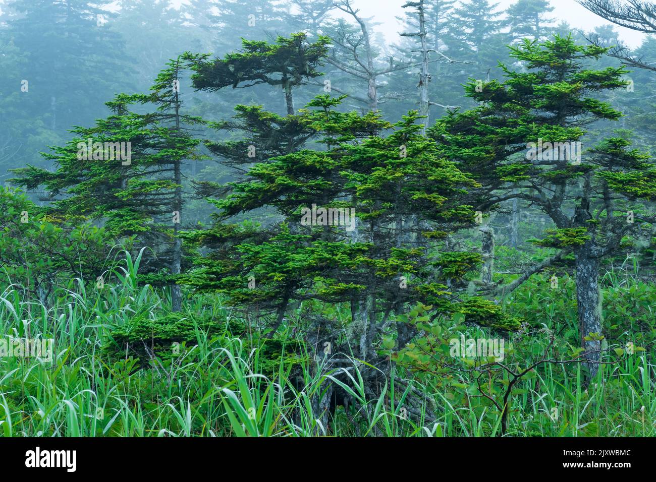 foggy morning forest landscape with beautifully twisted pines Stock Photo
