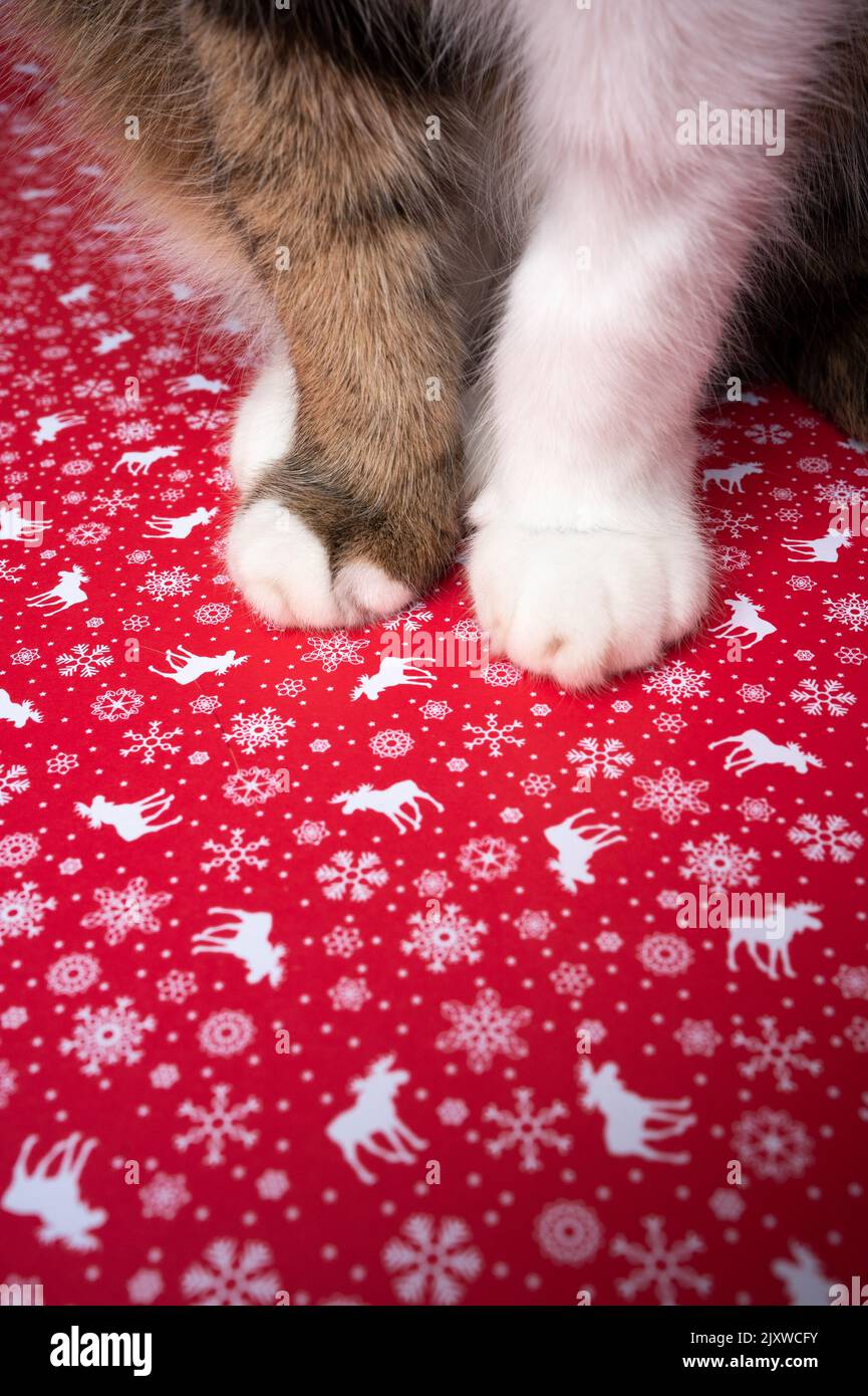 fluffy tabby white cat paws standing on red christmas wrapping paper