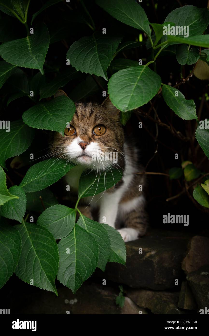 curious tabby white cat hiding behind green leaves under hydrangea plant outdoors looking at camera Stock Photo