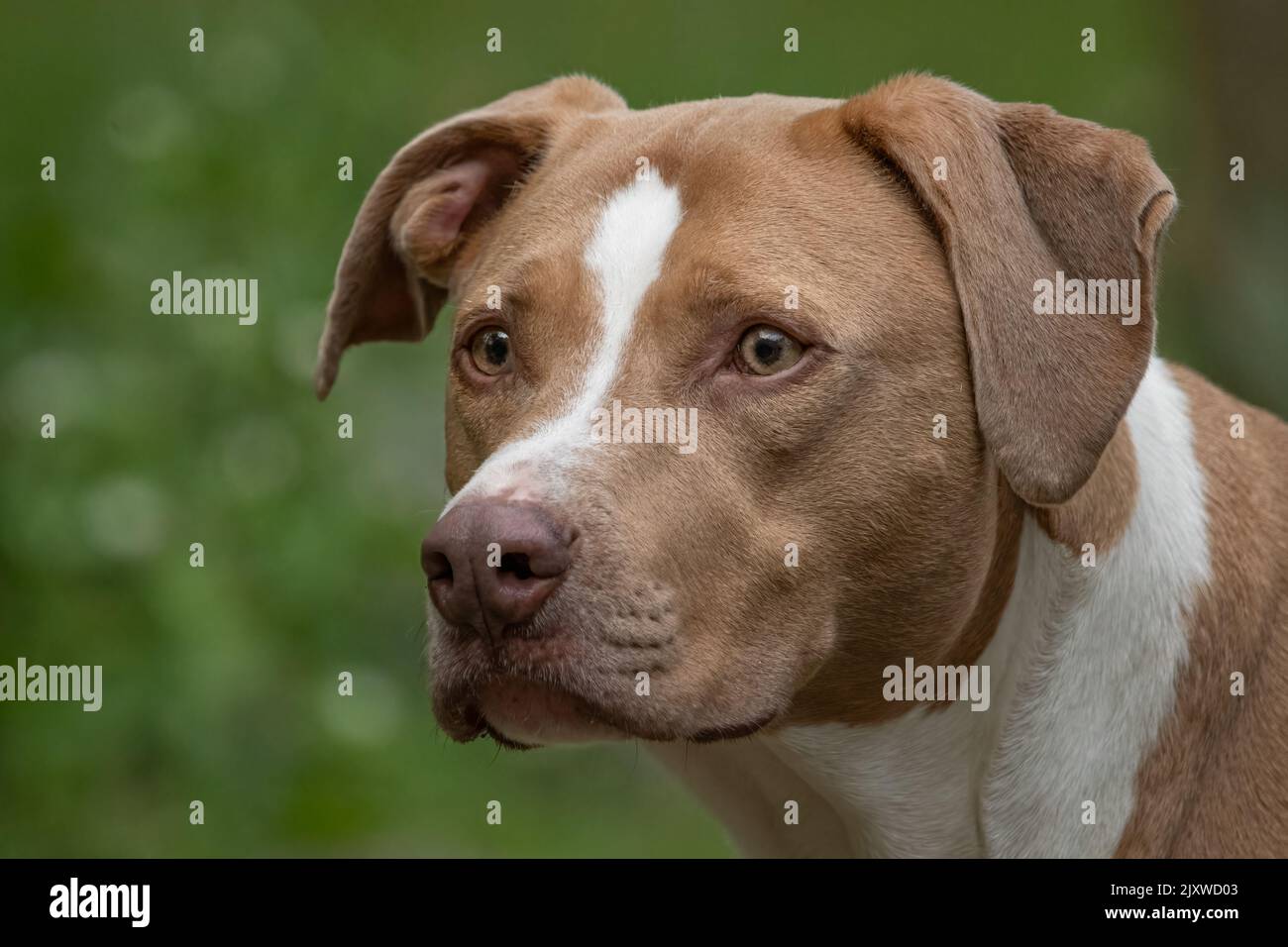 Dog face. Stock Photo