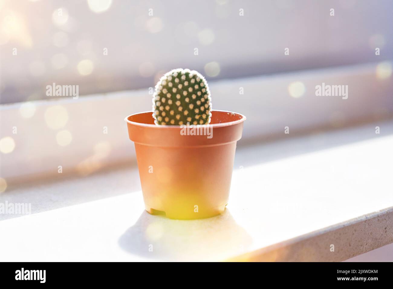 Young opuntia cactus in small pot on windowsill and sunshine and bokeh Stock Photo