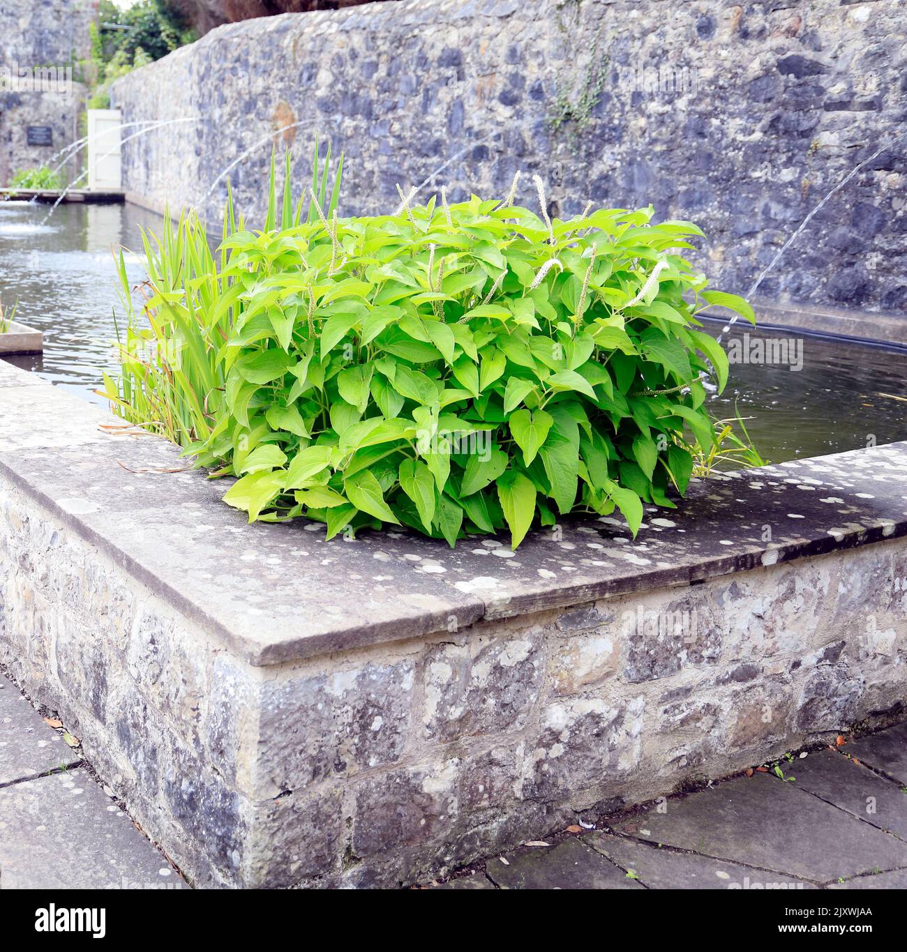 Italian Garden, St Fagans National History Museum. Summer 2022. August