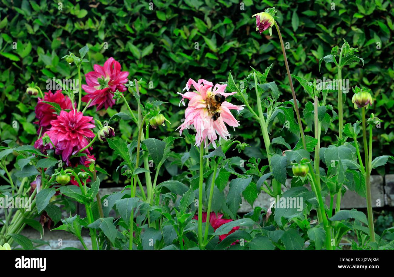 Flowers, small bumble bee and large bumble bees, St Fagans National