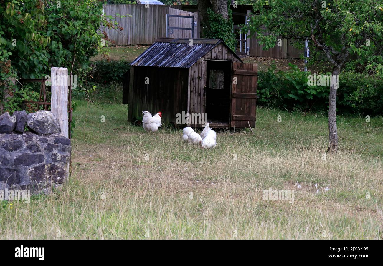 Chicken coop at Llwyn yr Eos farm, St Fagans National History Museum