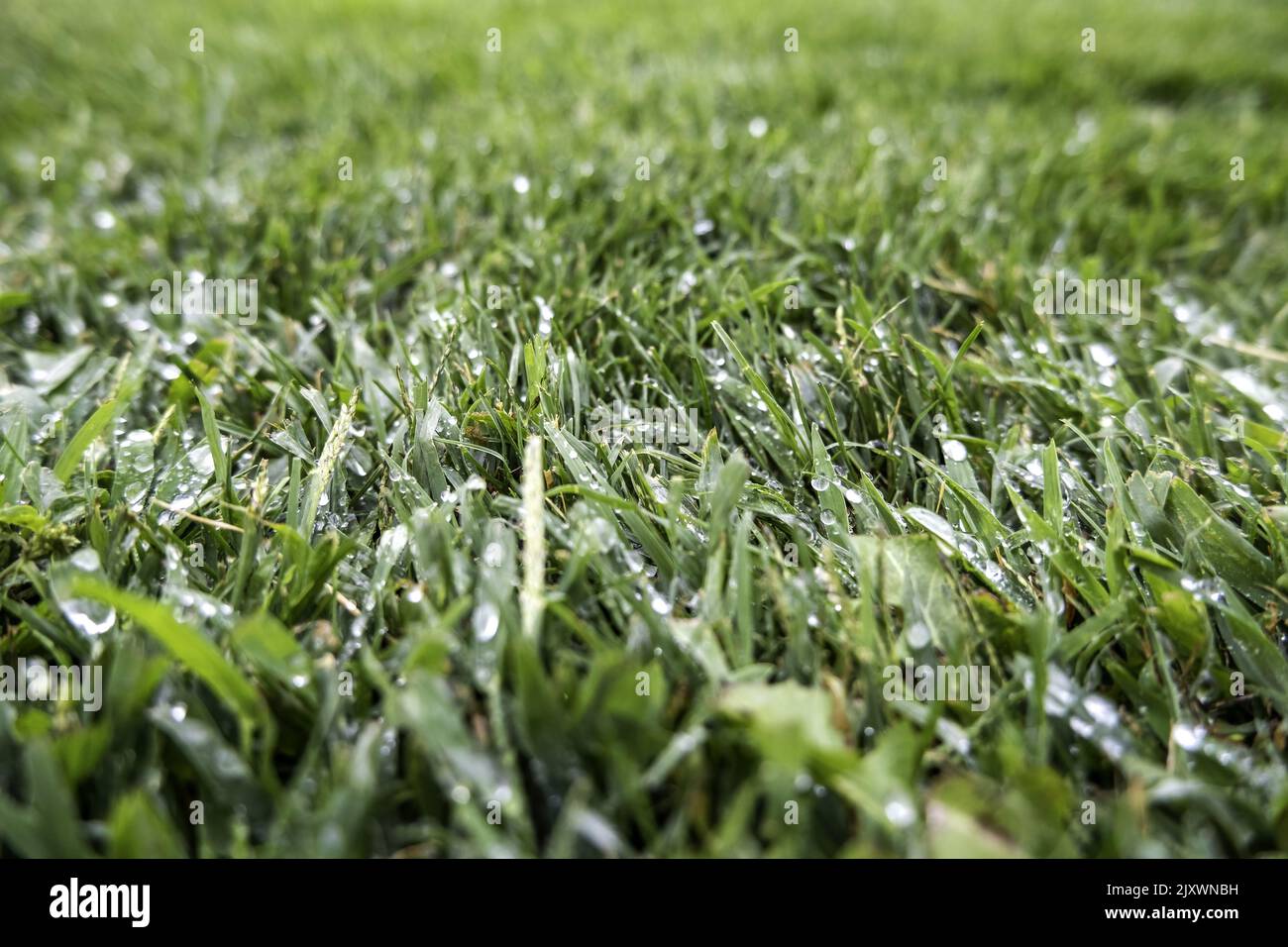 Green grass in nature hi-res stock photography and images - Alamy