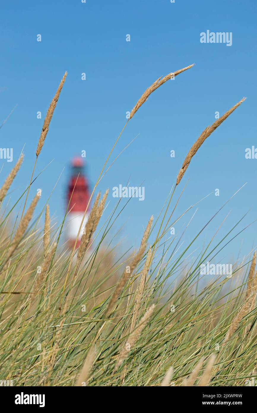 beach grass, lighthouse, Amrum Island, North Friesland, Schleswig-Holstein, Germany Stock Photo