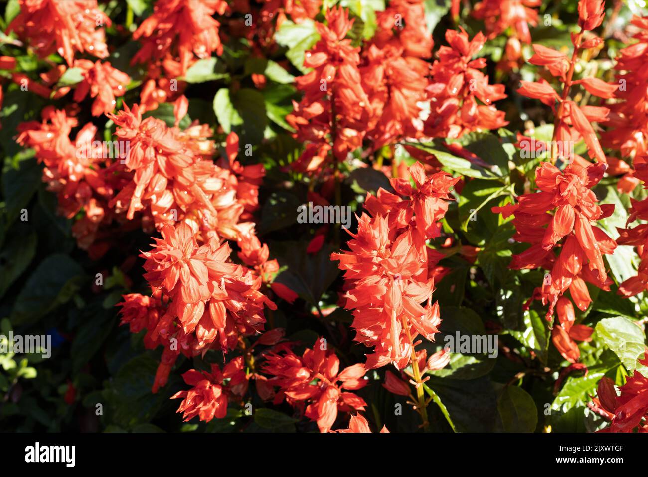 Salvia splendens 'Vista Red' flowers. Stock Photo