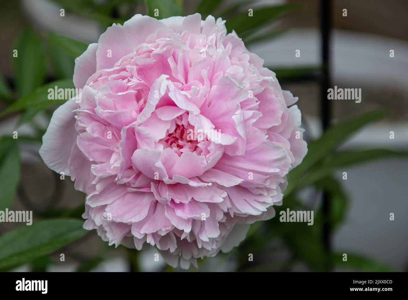 'Sarah Bernhardt' Peony. Stock Photo