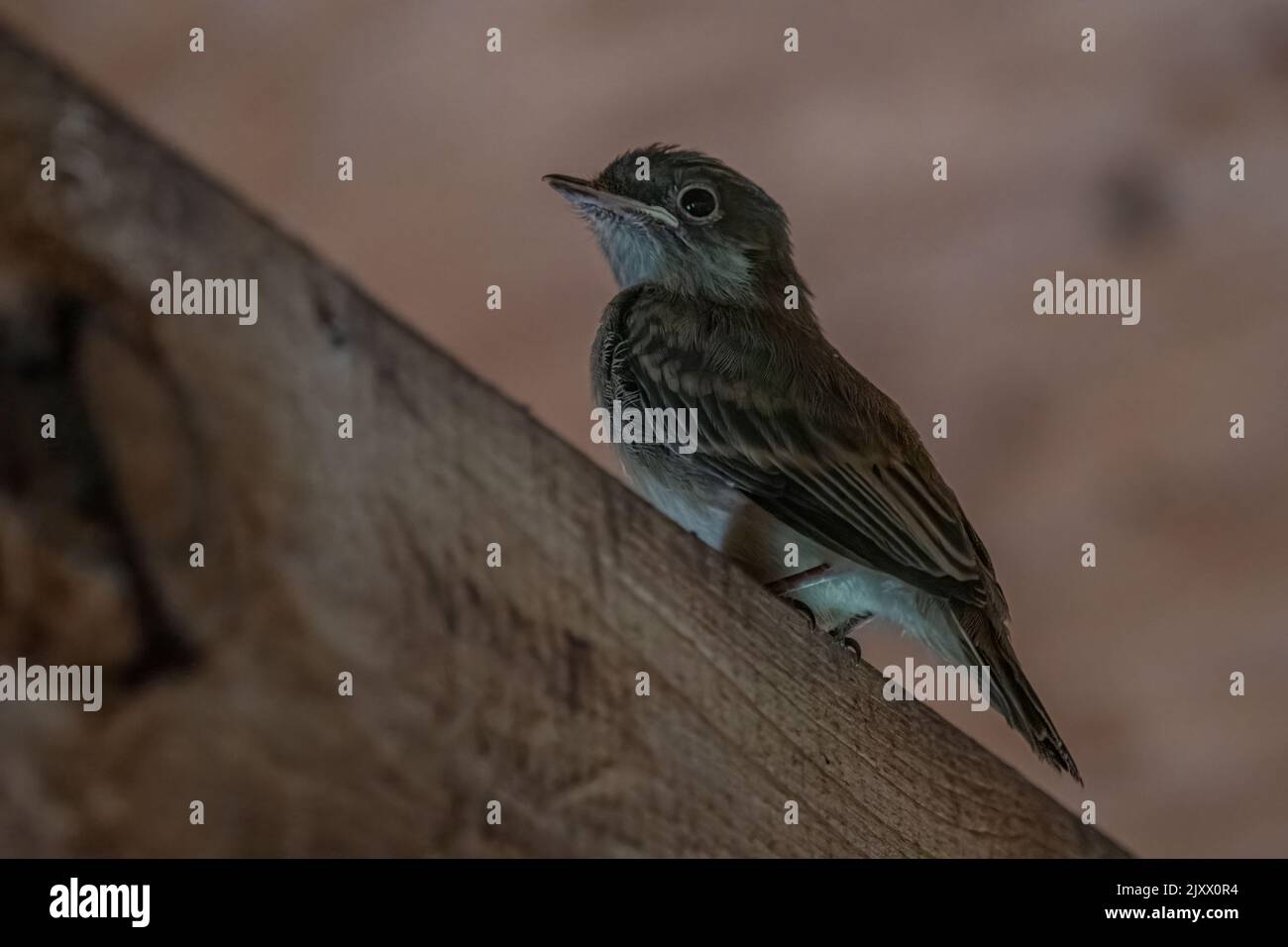 Eastern Phoebe fledgling Stock Photo - Alamy