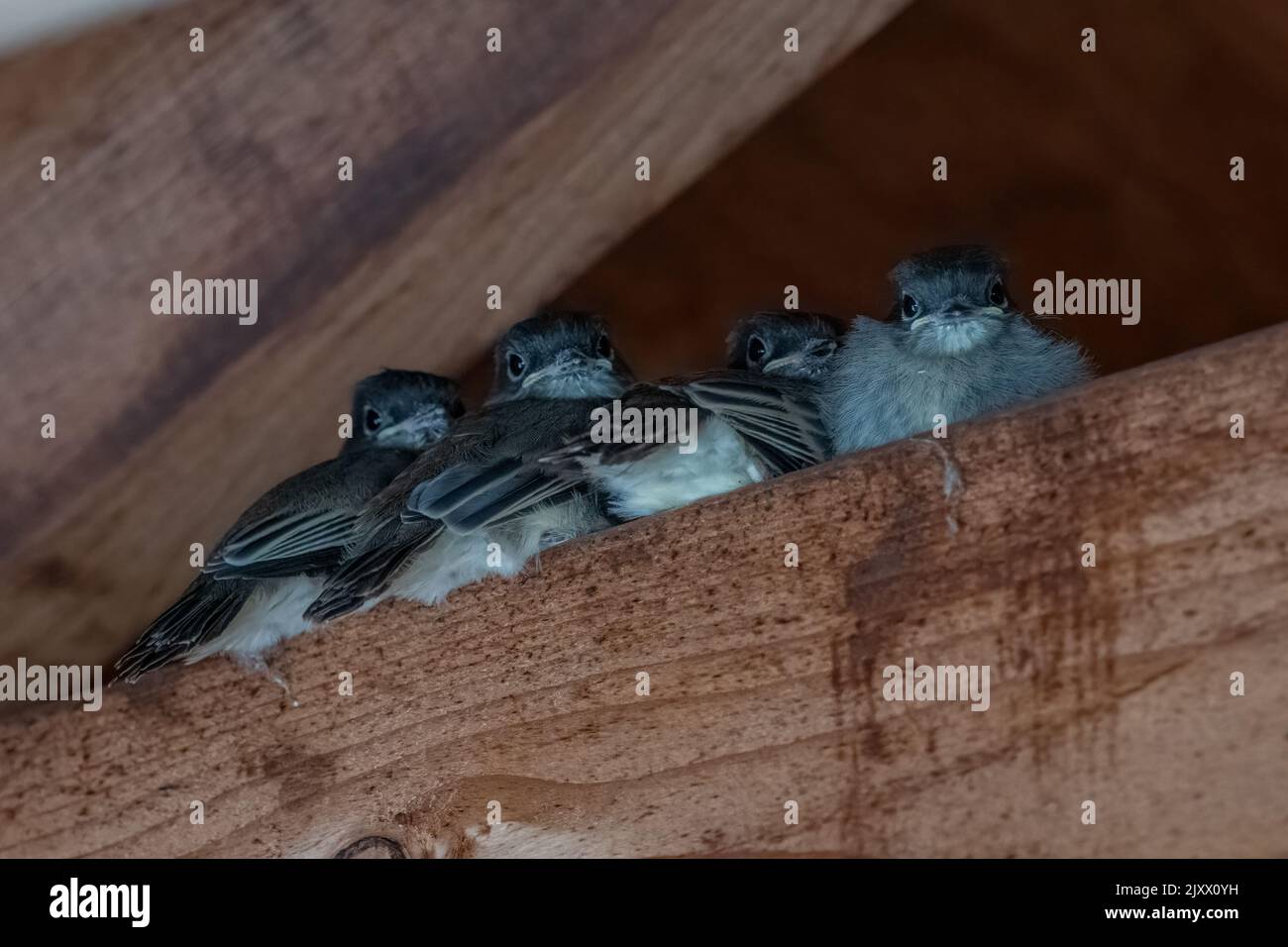 Eastern Phoebe fledglings Stock Photo - Alamy