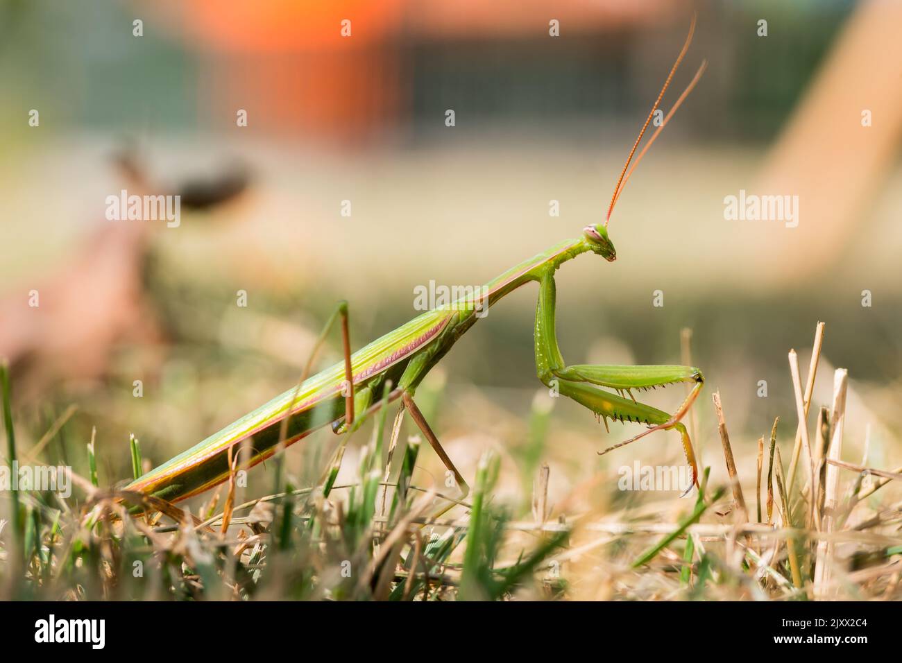 Praying mantis detail short. Mantis Religiosa in the backyard waits for ... Biology Diagrams