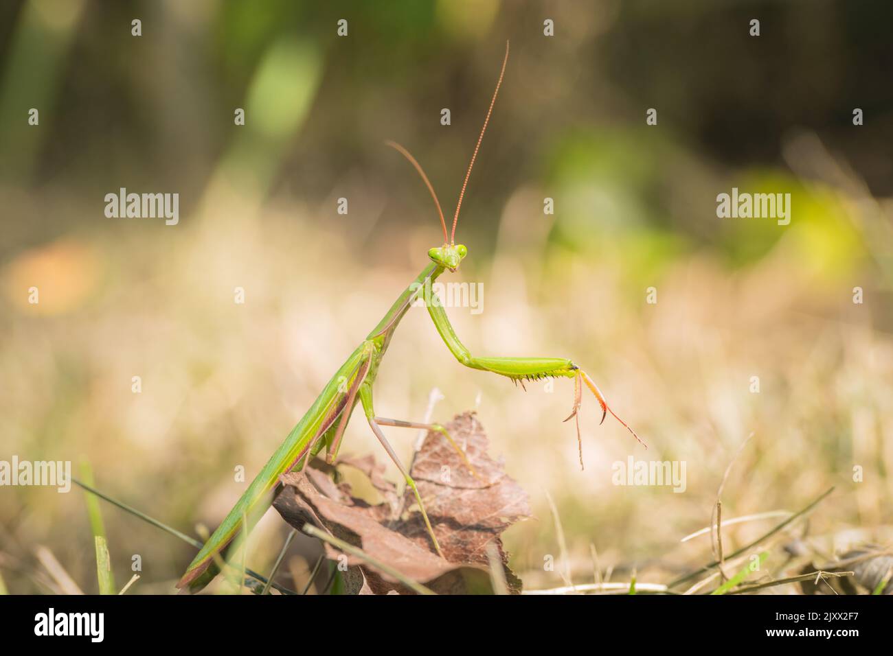 Mantis Religiosa on the leave in the garden. Praying mantis is green