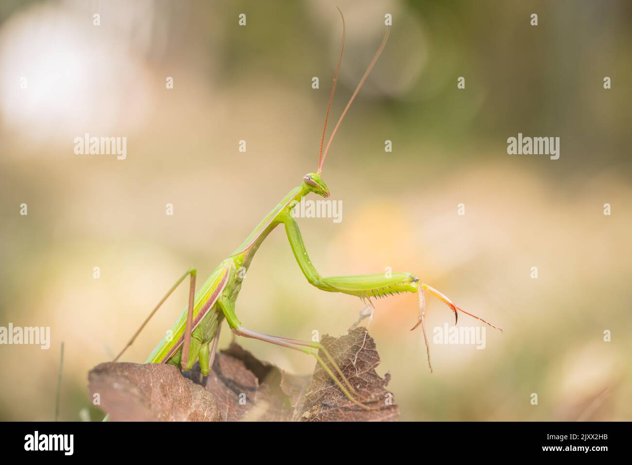 Praying mantis detail short. Mantis Religiosa in the backyard waits for ... Biology Diagrams