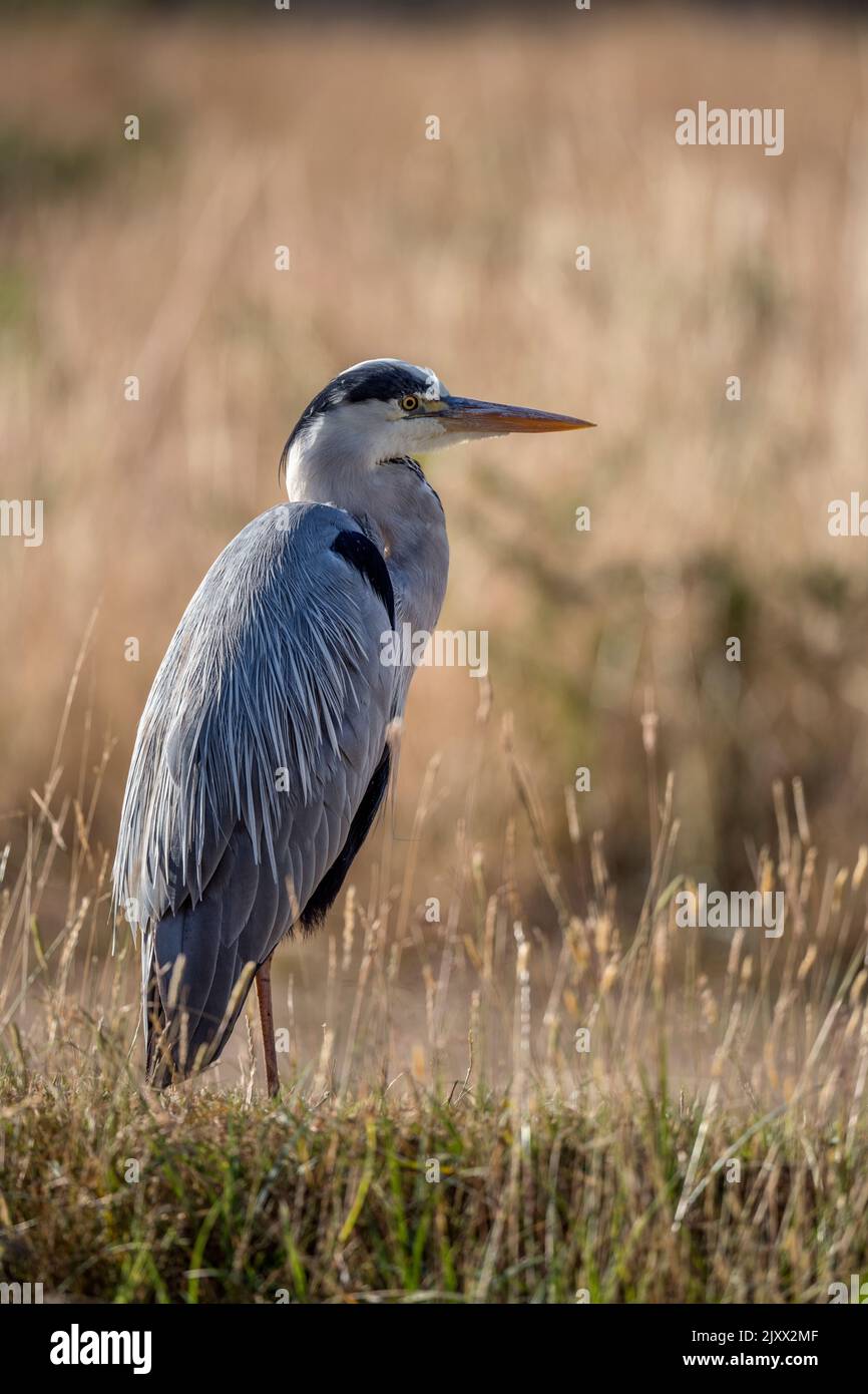 Grey heron sitting in the long grass on a hot day in July Stock Photo