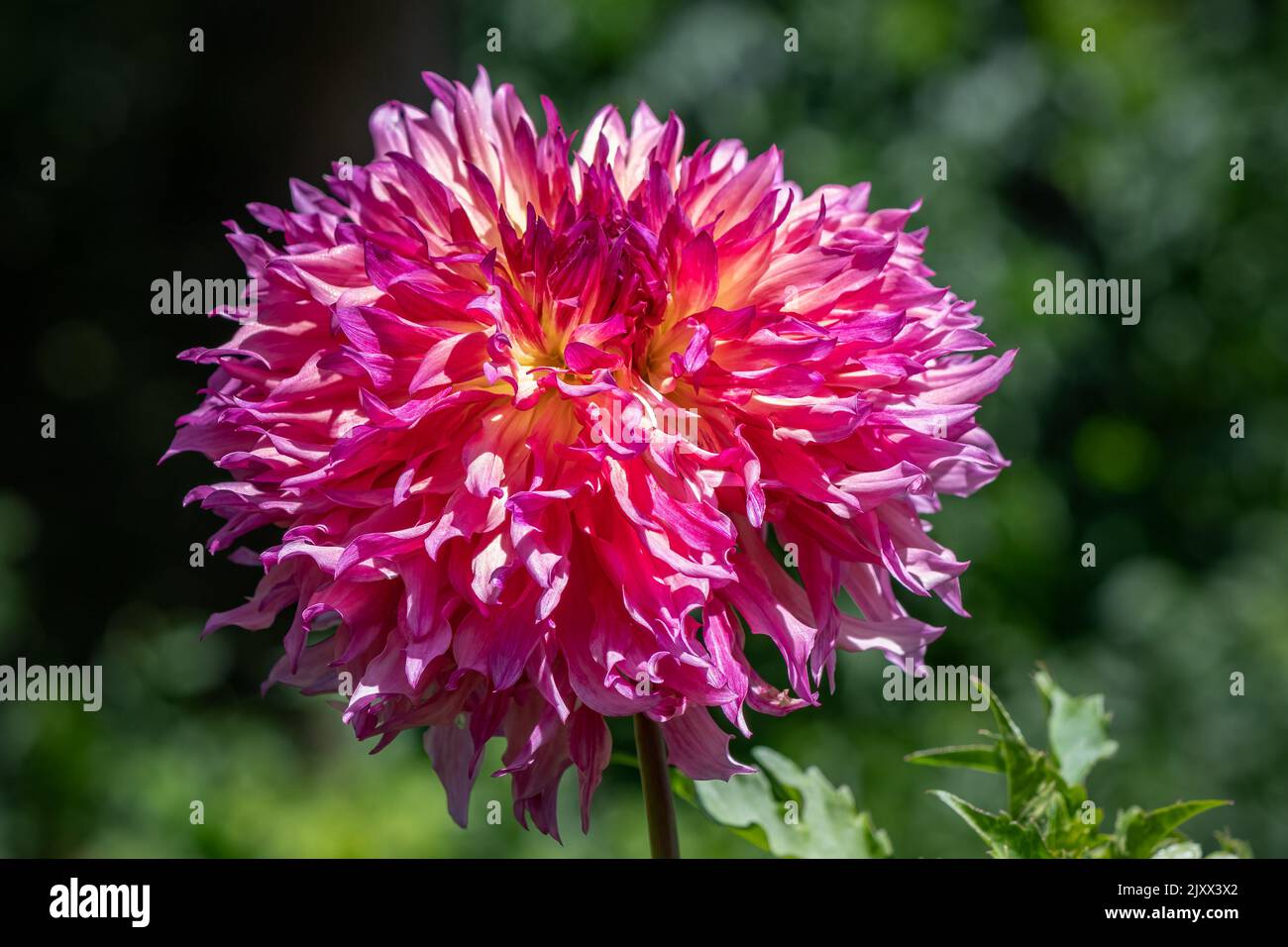 Dinnerplate dahlia hi-res stock photography and images - Alamy