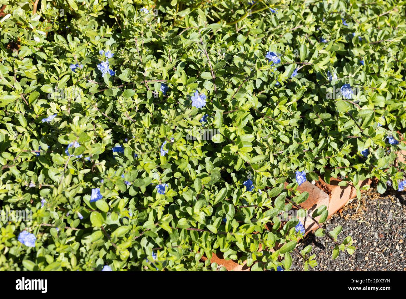 Evolvulus glomeratus 'Blue Daze' bush morning glory. Stock Photo