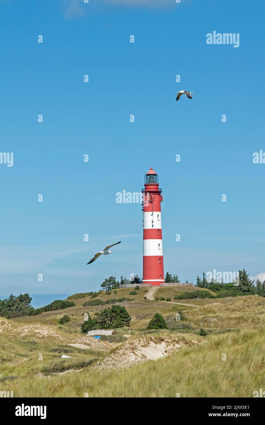 Dunes, flying sea gulls, lighthouse,Amrum Island, North Friesland, Schleswig-Holstein, Germany Stock Photo