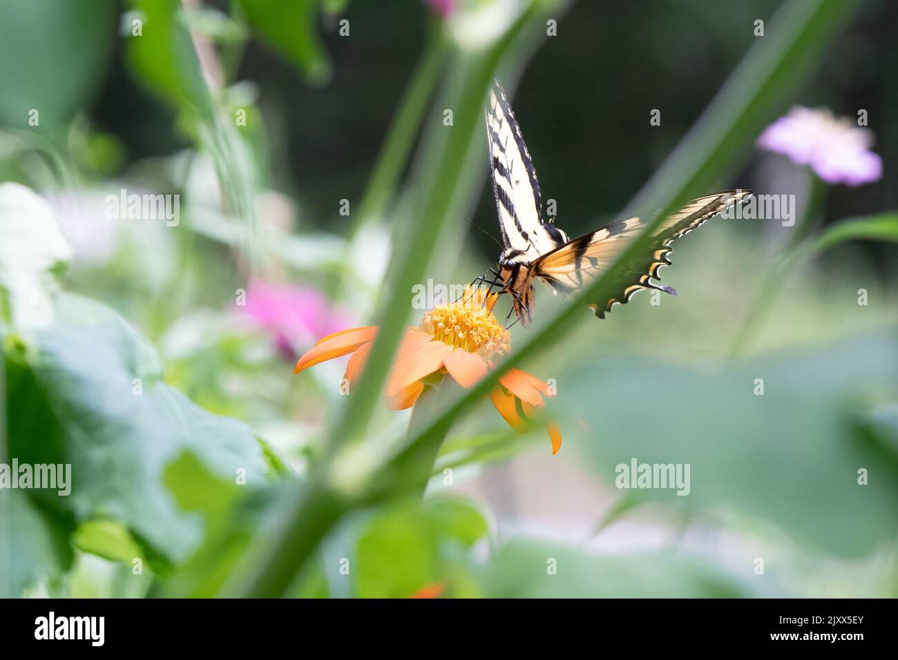 Tiger Swallowtail Butterfly on Tithonia Stock Photo - Alamy