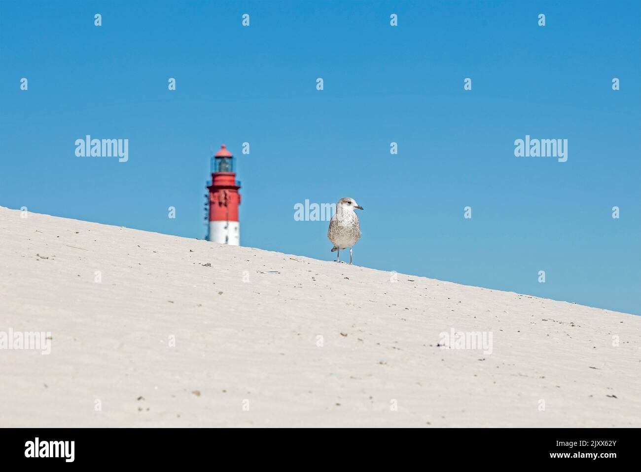 dunes, young sea gull, lighthouse, Amrum Island, North Friesland, Schleswig-Holstein, Germany Stock Photo