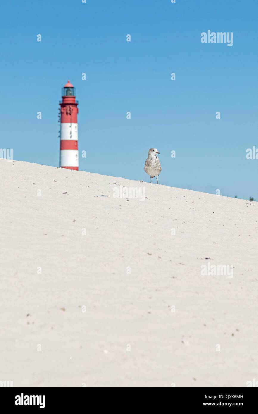 dunes, young sea gull, lighthouse, Amrum Island, North Friesland, Schleswig-Holstein, Germany Stock Photo