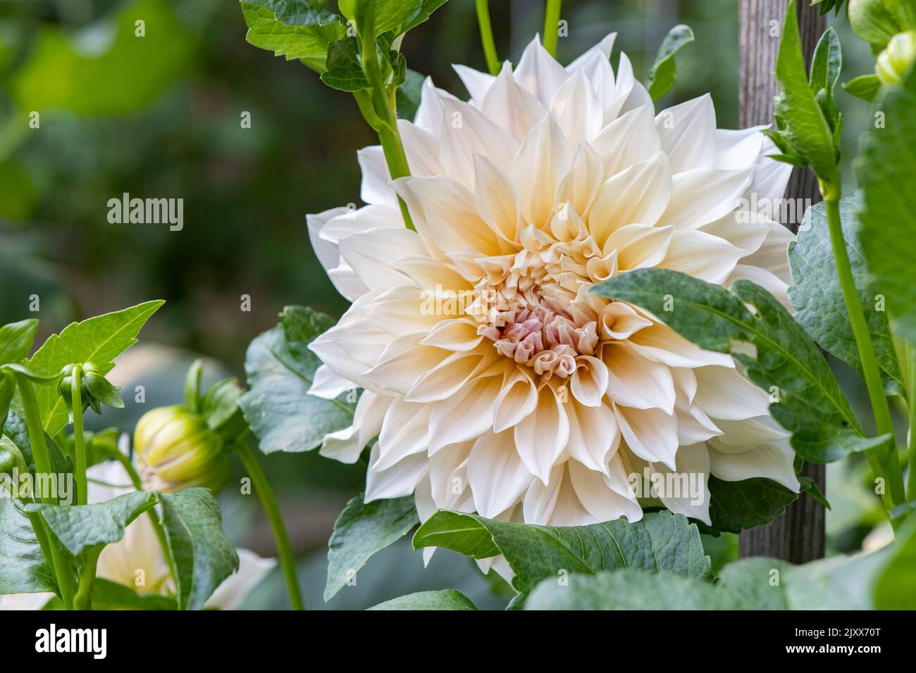 'Cafe au Lait' Dahlia Stock Photo