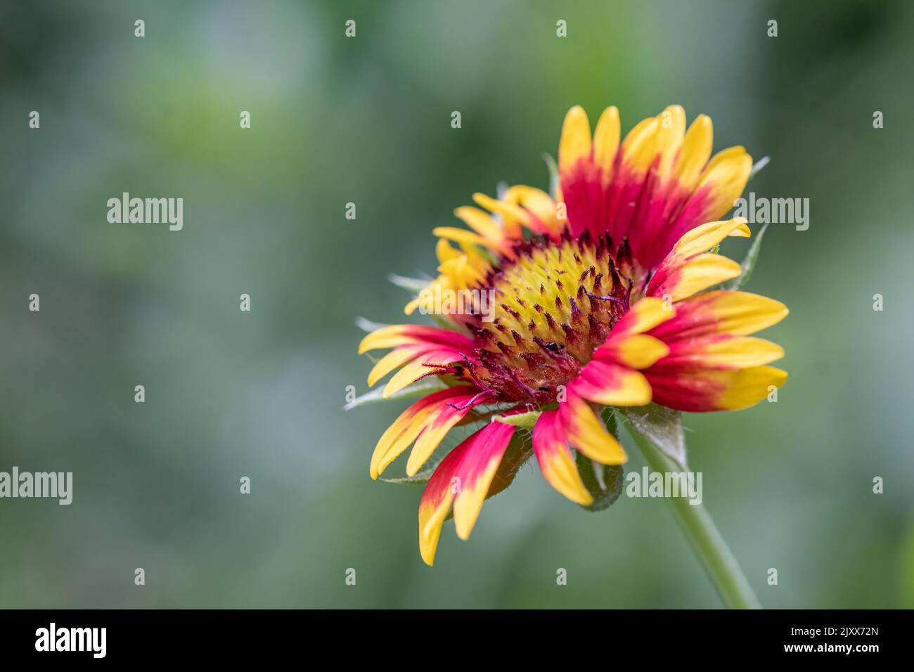 Indian Blanket Flower. Stock Photo