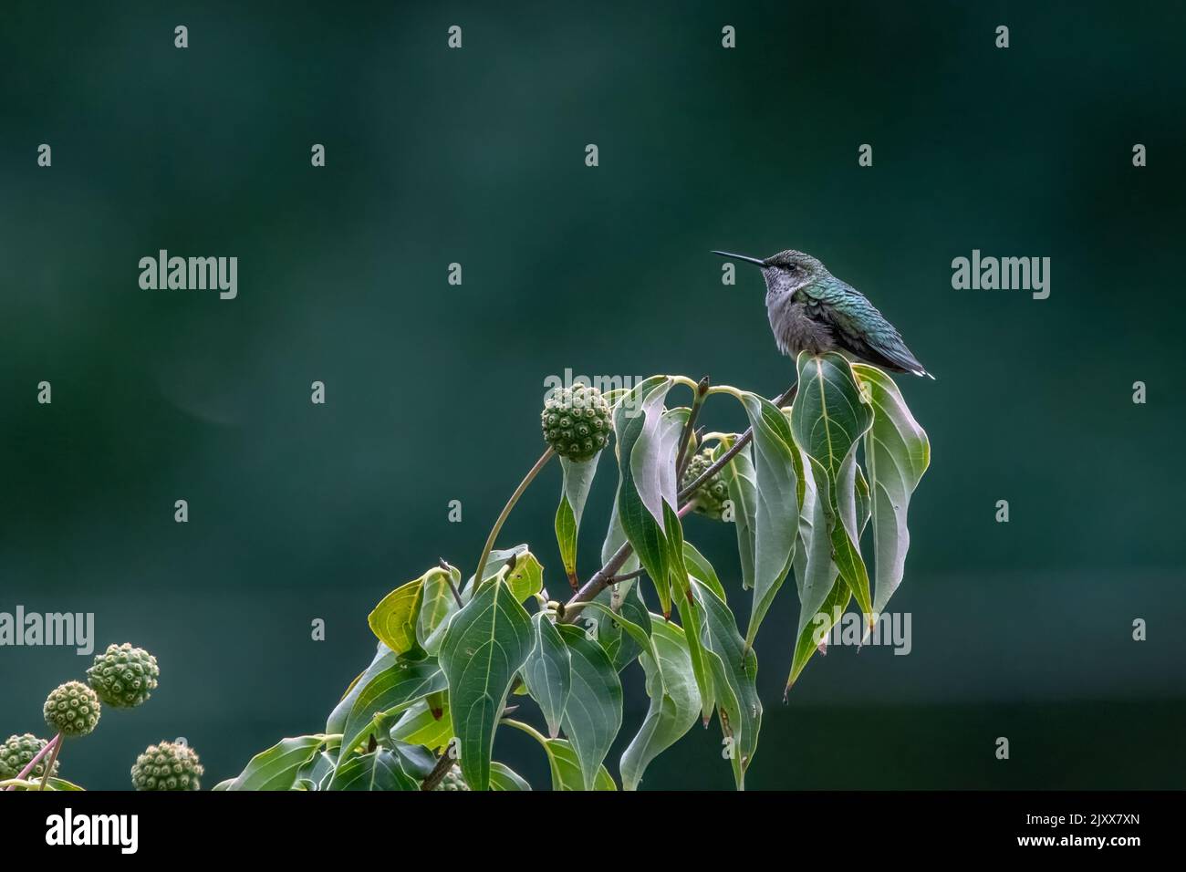 Hummingbird atop Kousa Dogwood tree Stock Photo Alamy
