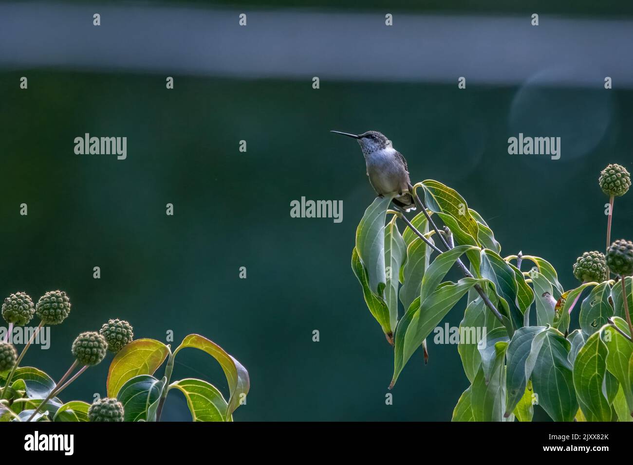 Hummingbird atop Kousa Dogwood tree Stock Photo Alamy