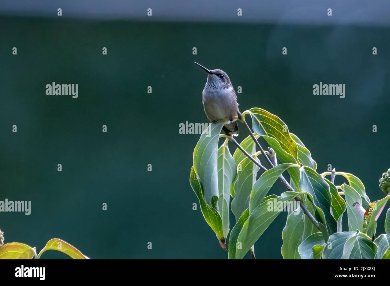 Hummingbird atop Kousa Dogwood tree Stock Photo Alamy