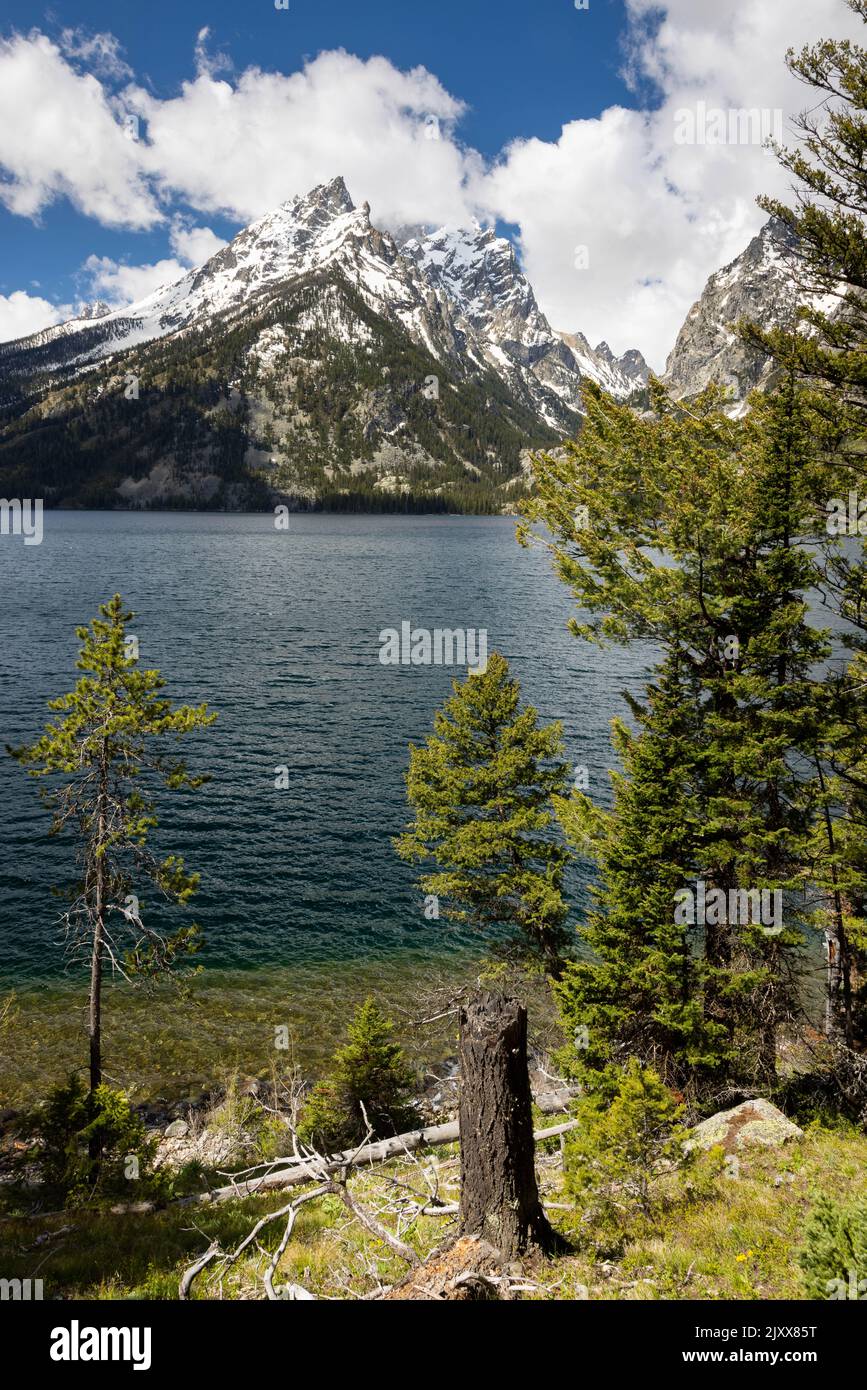 The forest thinning out as it drops to the shores of Jenny Lake below the Teton Mountains. Grand Teton National Park, Wyoming Stock Photo