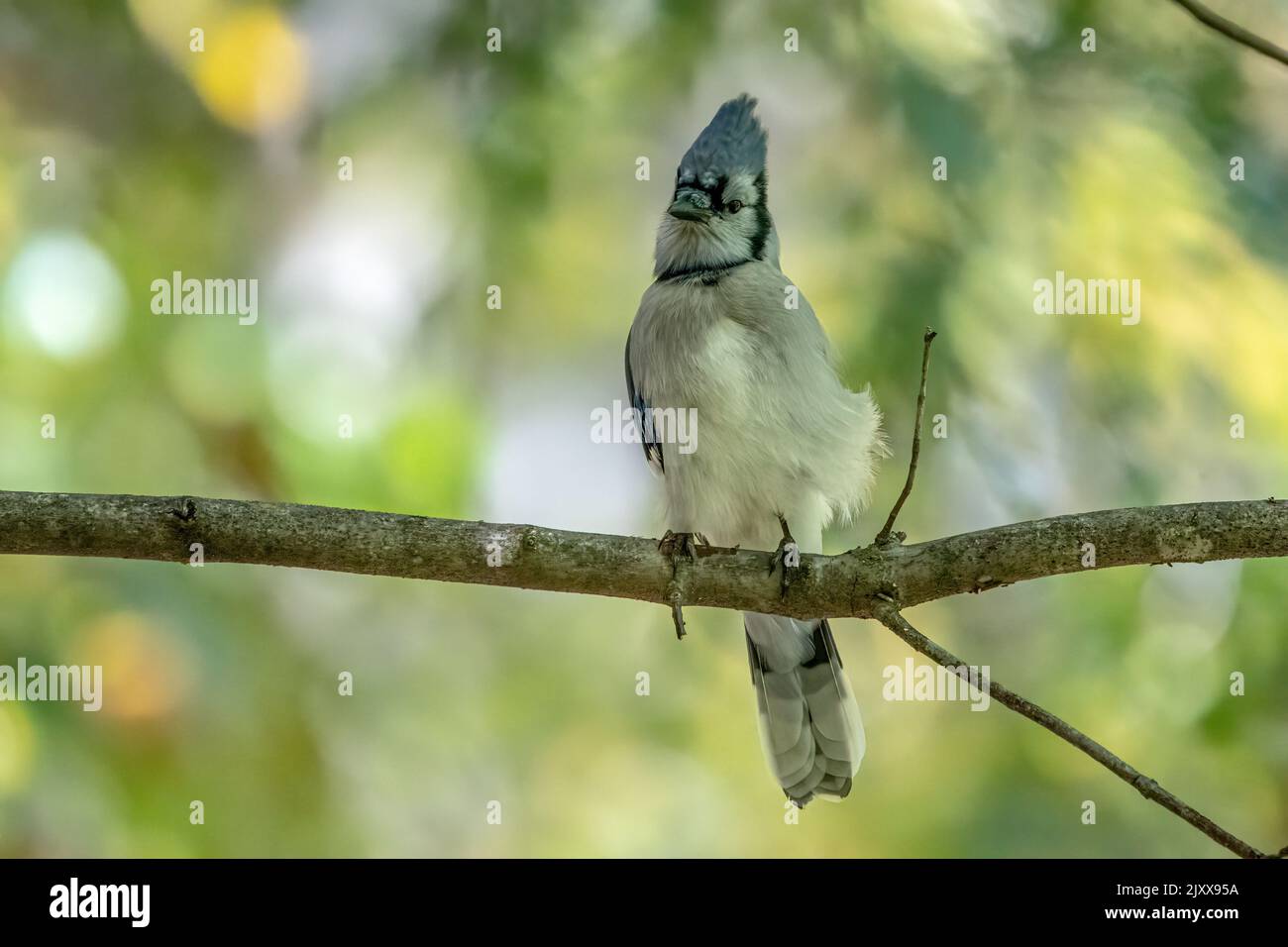 Bluejay perched on branch. Stock Photo