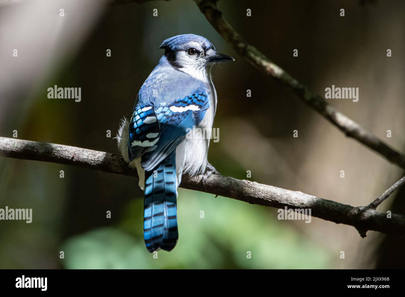 Bluejay on branch from behind. Stock Photo