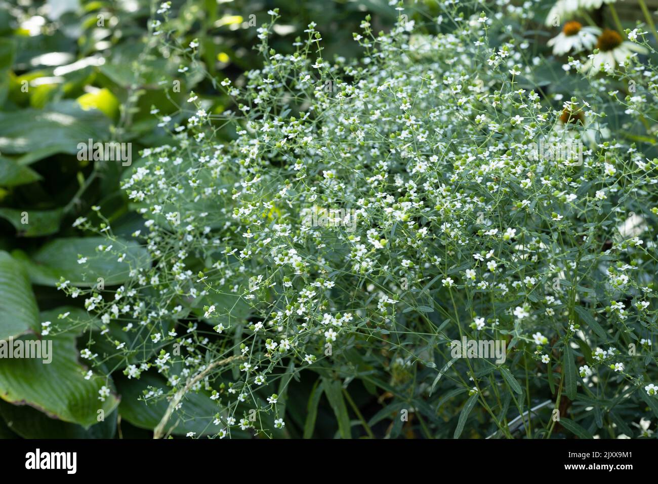 Euphorbia corollata - flowering spurge. Stock Photo