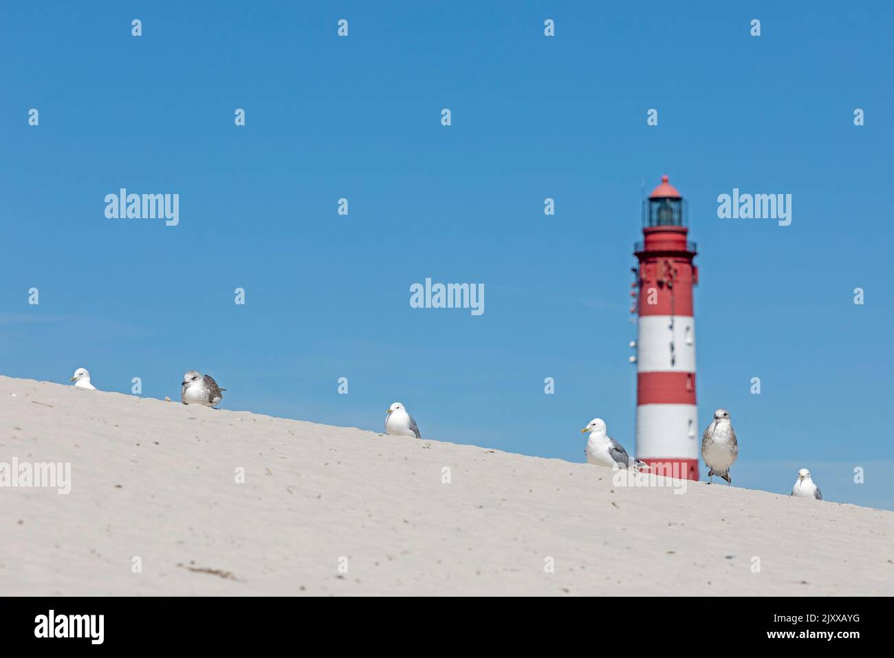 dunes, young sea gulls, lighthouse, Amrum Island, North Friesland, Schleswig-Holstein, Germany Stock Photo