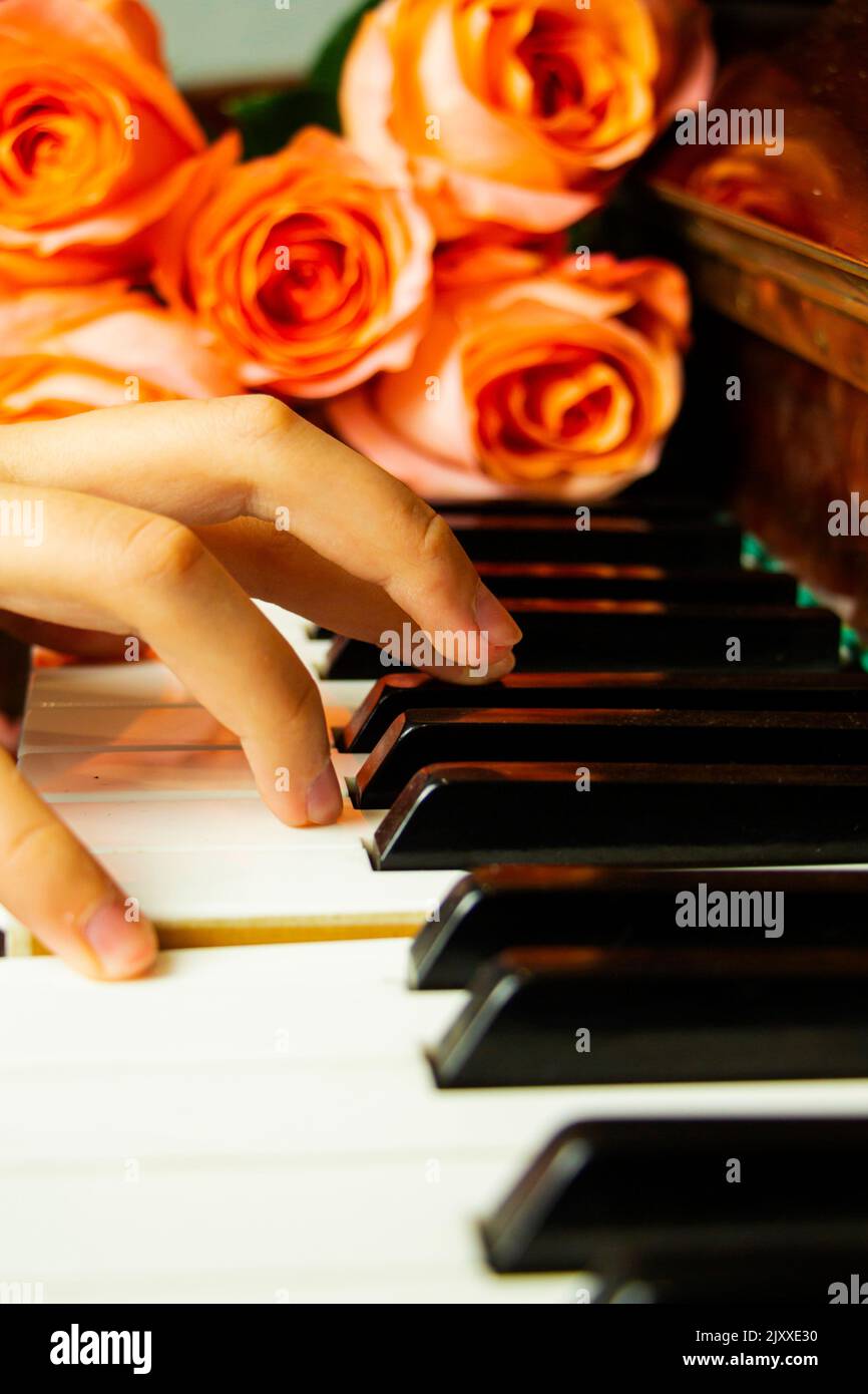 Bouquet of pink roses on the piano keyboard, romantic atmosphere. A