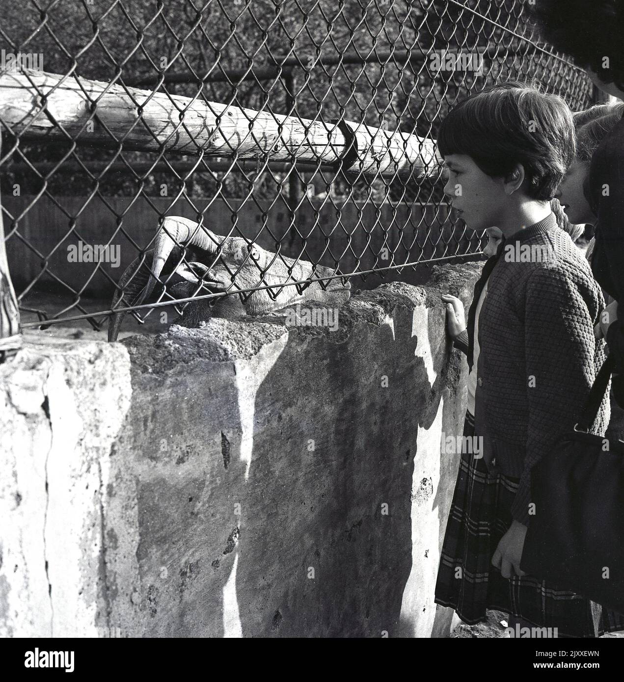 1965, historical, two young girls looking through a metal fence at a horned animal, possibly an antelope, in its enclosure at Edinburgh Zoo, Scotland, UK. Stock Photo