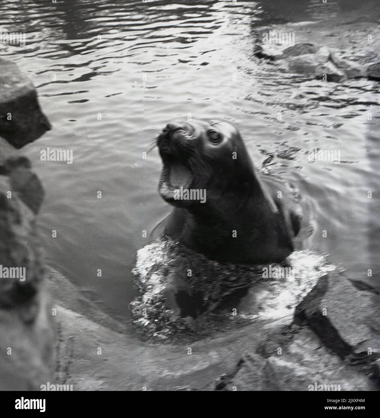 1965, historical, sea lion in water, by rocks, mouth open, Edinburgh Zoo, Scotland, UK. Stock Photo